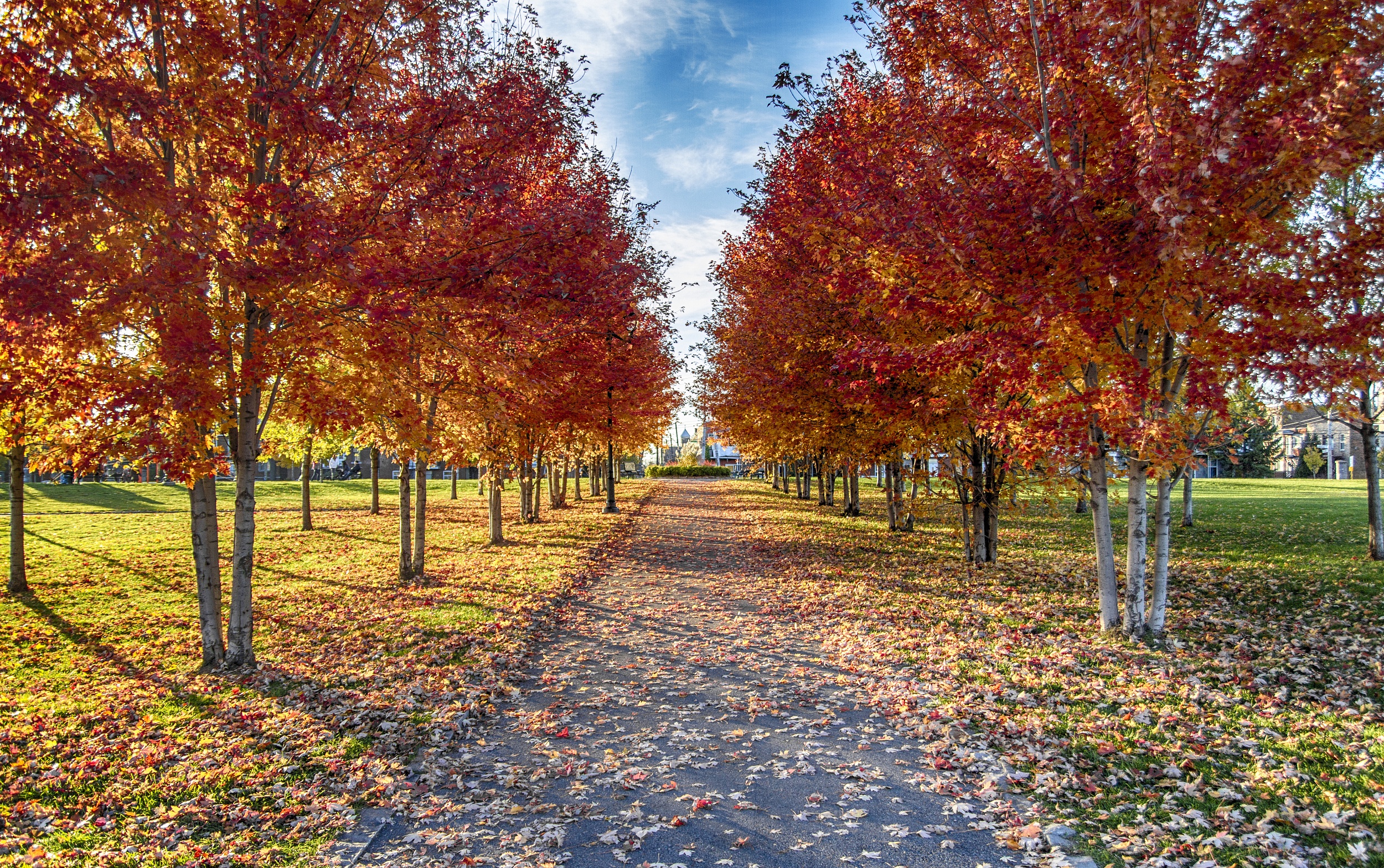 加拿大篮球联赛季后赛,多伦多枫叶队击败蒙特利尔艺术家队晋级 加拿大篮球联赛季后赛,多伦多枫叶队击败蒙特利尔艺术家队晋级